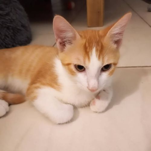 Dorito #2