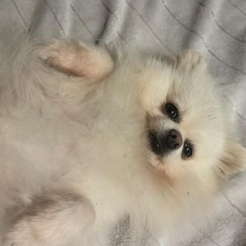Spitz nain femelle lof confirmée #1