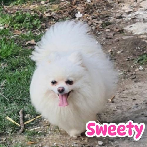Spitz nain femelle lof confirmée #0