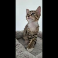 Salma, adorable chaton à l'adoption