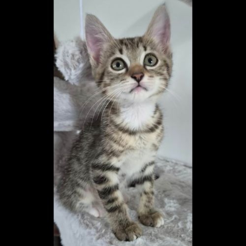 Mila, adorable chaton à l'adoption #0