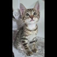 Mila, adorable chaton à l'adoption