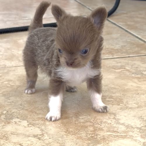 Chihuahua mâle miniature #0