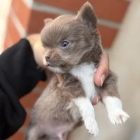Chihuahua mâle miniature #1