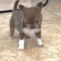 Chihuahua mâle miniature #3