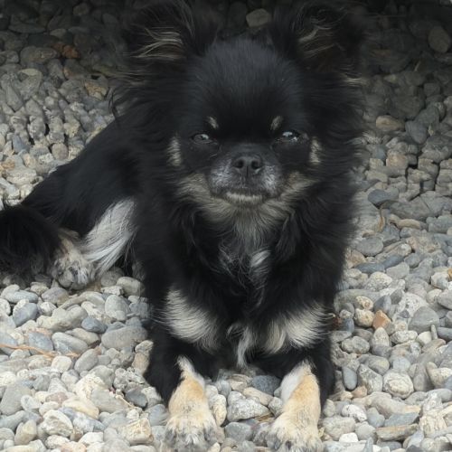 Femelle chihuahua #2