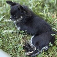Femelle chihuahua