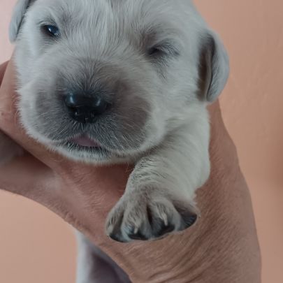 Chiot golden retriever #1