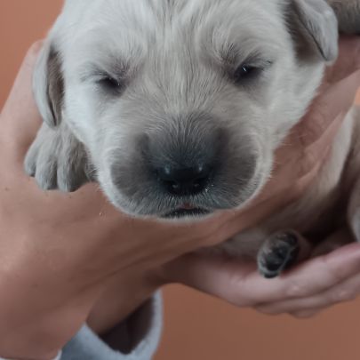 Chiot golden retriever #0