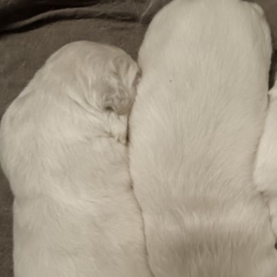 Chiot golden retriever #3