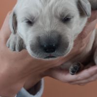 Chiot golden retriever