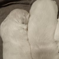 Chiot golden retriever #3