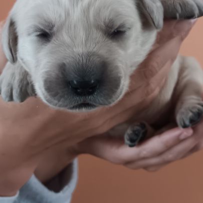 Chiot golden retriever #0