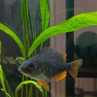 Couple copadichromis borleyi malawi #1