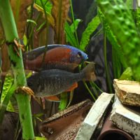 Couple copadichromis borleyi malawi #2