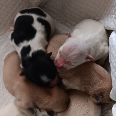 Chiot spitz #1