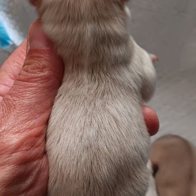 Chiot spitz #3