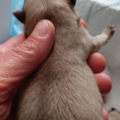 Chiot spitz #4