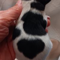 Chiot spitz