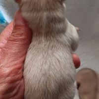Chiot spitz #3