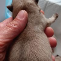 Chiot spitz #4