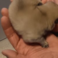 Chiot spitz #5