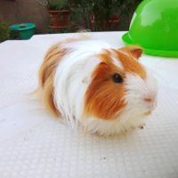 Cochons d'inde