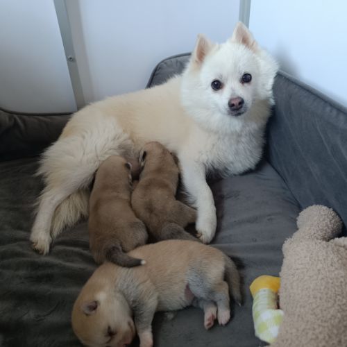 Pomsky mini husky #2