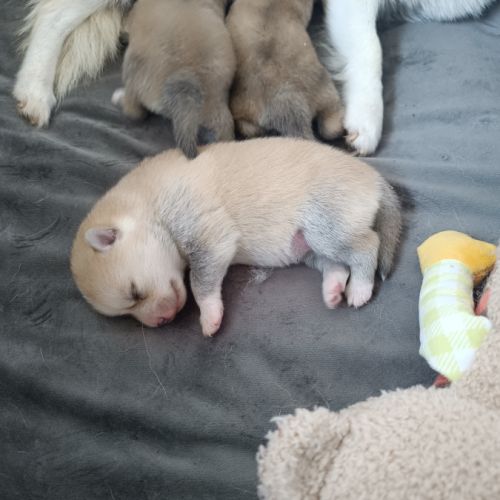 Pomsky mini husky #3