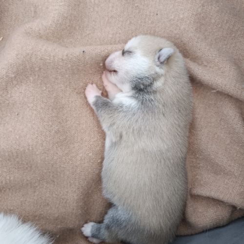 Pomsky mini husky #6