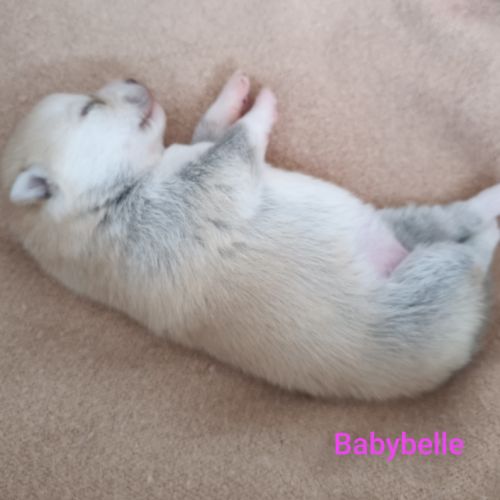 Pomsky mini husky #7