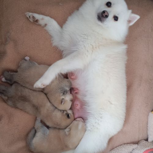 Pomsky mini husky #0