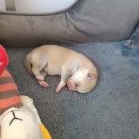Pomsky mini husky #1