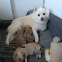 Pomsky mini husky #2