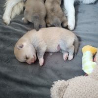 Pomsky mini husky #3