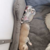 Pomsky mini husky #4