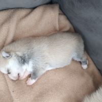 Pomsky mini husky #5