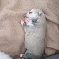 Pomsky mini husky #6