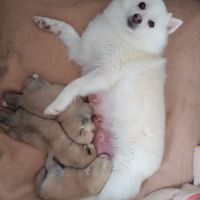 Pomsky mini husky
