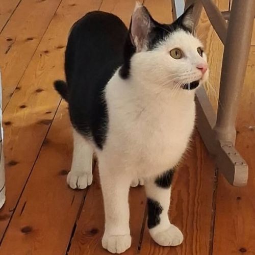 À l’adoption – cuba #3