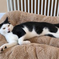 À l’adoption – cuba #2