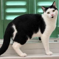 À l’adoption – cuba #5
