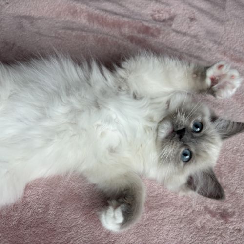 Magnifique chaton ragdoll loof 3 mois