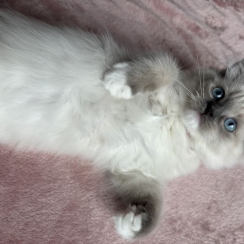 Magnifique chaton ragdoll loof 3 mois #3