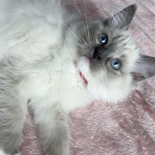 Magnifique chaton ragdoll loof 3 mois #5