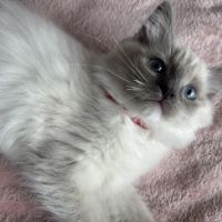 Magnifique chaton ragdoll loof 3 mois #1