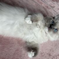 Magnifique chaton ragdoll loof 3 mois #3