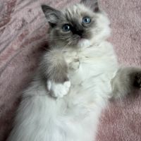 Magnifique chaton ragdoll loof 3 mois #4