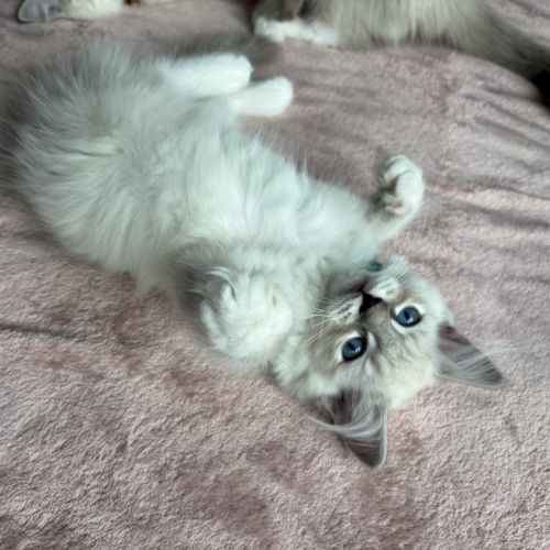 Magnifique chaton ragdoll loof 3 mois #2