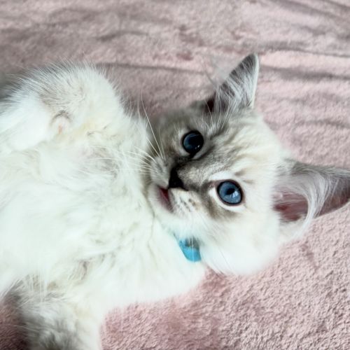 Magnifique chaton ragdoll loof 3 mois